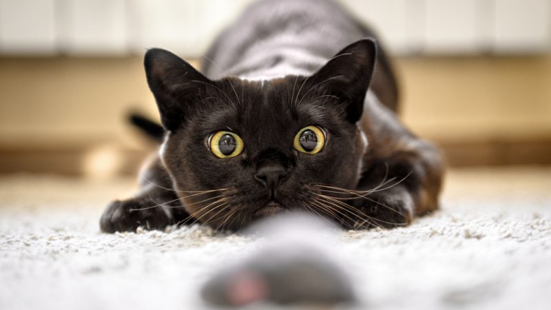 قد تسبب العمى لأليفك.. ما هي فطريات القطط؟