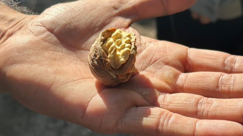 California Walnut Crop Mid-Harvest Update